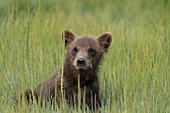 USA, Alaska, Lake Clark National Park. Grizzly bear cub close-up.