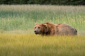 USA, Alaska, Clarksee-Nationalpark. Männlicher Grizzlybär auf einer Wiese.
