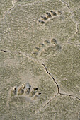 USA, Alaska, Lake Clark National Park. Grizzly bear paw prints in mud.