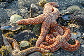 USA, Alaska. Orange mottled sea stars and green sea urchins on the beach at low tide.