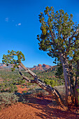 AZ, Sedona, Red Rock Country, Juniper tree and Cathedral Rock