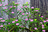 Pazifischer Rhododendron im nebligen Redwood-Wald, Redwood National Park.