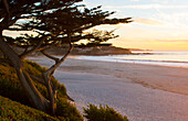 Carmel California cypress tree and waves at sunset on ocean at beach below city near Pebble Beach
