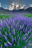 USA, California, Sierra Nevada Mountains. Inyo bush lupine blooms and mountains.