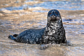 USA, California, La Jolla. Baby harbor seal on shore.