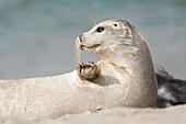 USA, California, La Jolla. White baby harbor seal on sand.