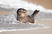 USA, California, La Jolla. Baby harbor seal on sand.