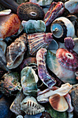 USA, California, La Jolla. Seashells on beach.