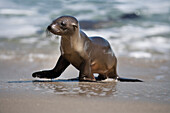 USA, California, La Jolla. Baby sea lion on beach.