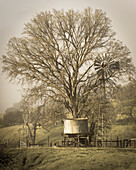 USA, California, Shell Creek Road. Windmill, water tank and oak tree.