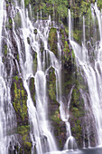 USA, Kalifornien, McArthur-Burney Falls State Park. Burney Creek Wasserfall und Farne.