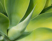 USA, California, San Diego. Close up of an Agave plant (Agavaceae).