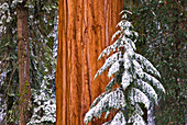 Riesenmammutbaum (Sequoiadendron giganteum) im Winter, Giant Forest, Sequoia National Park, Kalifornien USA