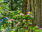 Green towering trees, pink rhododendron, Lady Bird Johnson Grove, Redwoods National Park, California. Tallest trees in the world, thousands of year old.