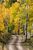 Ländliche Forststraße durch goldene Espenbäume im Herbst, Sneffels Wilderness Area, Uncompahgre National Forest, Colorado