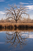 Lone tree reflection