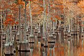 USA; North America; Georgia; Twin City; Cypress trees with moss in the fall.