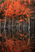 USA, Georgia, Cypress trees with reflections in morning light.