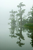 USA, Louisiana, Lake Martin. Fog and cypress trees reflect in lake.