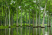 USA, Louisiana, Miller's Lake. Tupelo trees reflect in lake.
