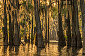 USA, Louisiana, Atchafalaya Basin. Cypress trees with Spanish moss.