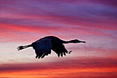 Sandhügelkranich als Silhouette im Flug bei Sonnenuntergang. Bosque del Apache National Wildlife Refuge, New Mexico