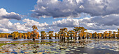 Kahle Zypressen im Herbst und Seerosen. Caddo Lake, Uncertain, Texas