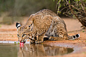 Bobcat (Lynx Rufus) drinking