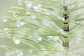 USA, Washington, Seabeck. Dew drops on horsetail plant.