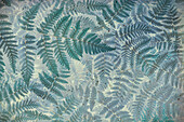 USA, Washington State, Olympic National Park. Stylized pattern of oak fern.
