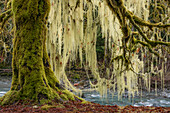USA, Washington, Olympic National Park. Großblättriger Ahornbaum mit Flechten.