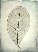 USA, Washington, Seabeck. Skeletonized leaf close-up.