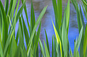 USA, Washington, Bainbridge Island. Rohrkolben auf einem Teich im Frühjahr.