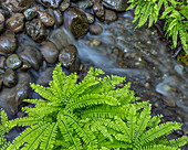 USA, Washington State, Olympic National Forest. Maidenhair ferns and rocky stream.