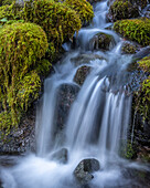 USA, Bundesstaat Washington, Olympic National Park. Cedar Creek fließt in Kaskaden durch moosbewachsene Felsblöcke.