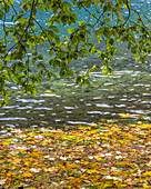 USA, Bundesstaat Washington, Olympic National Park. Erlenzweige überragen das mit Blättern bedeckte Ufer des Lake Crescent.
