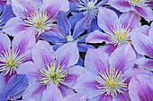 Clematis flower grouping together in blues and pinks