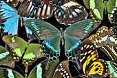 Schmetterlinge in Gruppen, um ein Muster mit Asiatischem Schwalbenschwanz Papilio bianor zu bilden, Sammamish, Washington State