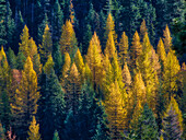 Westliche Lärchenbäume im Herbst am Blewitt Pass im Okanogan-Wenatchee National Forest im Nordosten Washingtons.