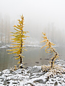 Bundesstaat Washington, Alpine Lakes Wilderness. Enchantment Lakes, Lärchenbäume und Schnee