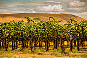 USA, Bundesstaat Washington, Red Mountain. Cabernet Sauvignon in einem Weinberg im Yakima Valley.