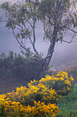 Birke im Moor an einem nebligen Spätsommermorgen, Oberbayern, Deutschland