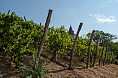 Vineyard slope, grapevines, water tower, castle near Magdeburg, Jerichower Land, Saxony-Anhalt, Germany