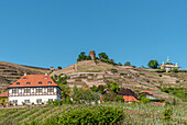 Vineyards in the Elbe valley of Radebeul in summer, Saxony, Germany