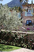 Hotel complex with beautiful rose garden, olive trees in Deia, Mallorca, Spain