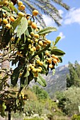 Wollmispelbaum mit Früchten im Botanischen Garten 'Giardino Botanico', Soller, Mallorca, Balearen, Spanien