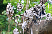 dried leaves of the breadfruit tree as whimsical sculptures on the island of Príncipe in West Africa