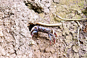 Landkrabbe Johngarthia weileri am Ausgang ihrer Wohnhöhle auf der Insel Principé in Westafrika, Sao Tomé e Príncipe