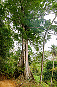 Kapok tree, Ceiba pentandra, with large buttress roots on the island of Príncipe in West Africa