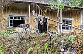 verfallenes Plantagenhaus der Roça Paciencia auf der Insel Príncipe in Westafrika, Sao Tomé e Príncipe